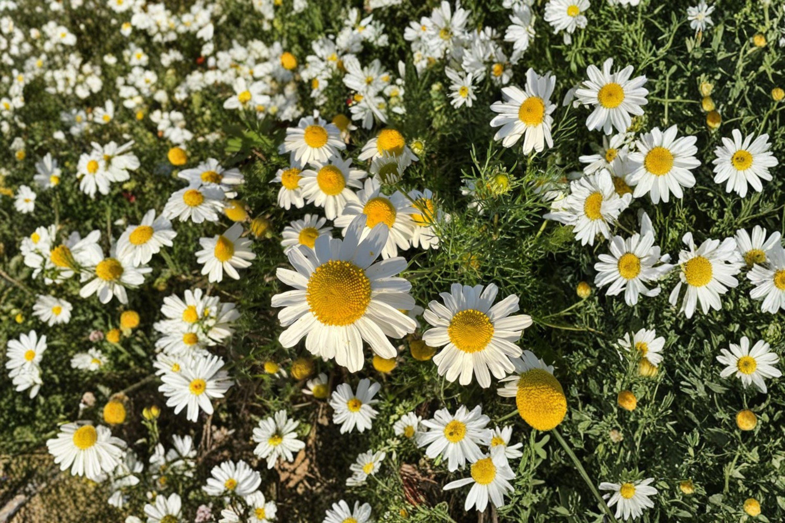 German Chamomile Seeds – Matricaria recutita | 100 Seeds | Herbal Tea Flower Plant | Easy to Grow