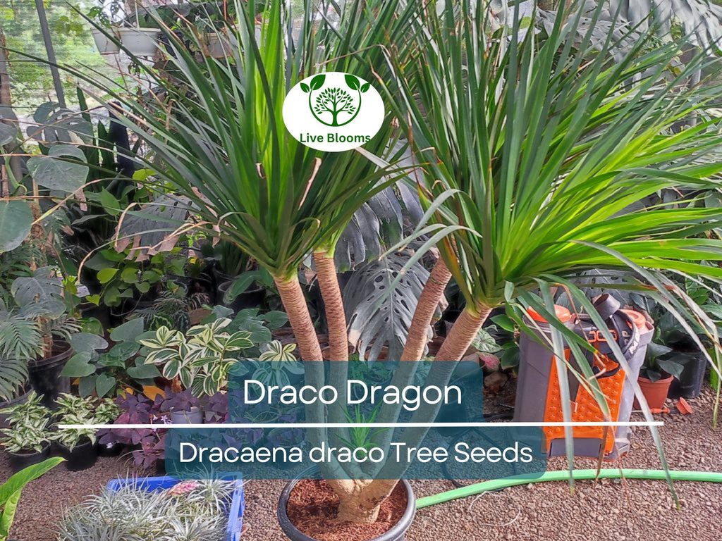 10 Draco Dragon Tree Seeds (Dracaena draco) | Rare Ornamental Plant Seeds | Indoor & Outdoor, Hardy, Exotic Dracaena Species