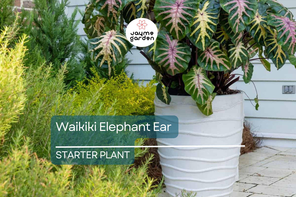 Waikiki Elephant Ear Starter Plant - Rare Colocasia Esculenta - Live, Healthy, Rooted, Shipped in Pot