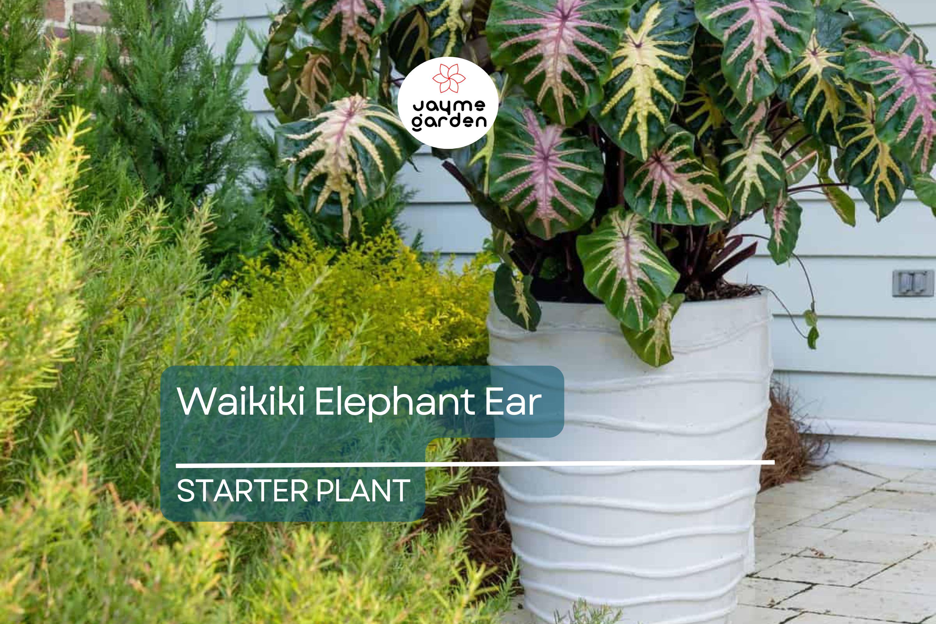 Waikiki Elephant Ear Starter Plant - Rare Colocasia Esculenta - Live, Healthy, Rooted, Shipped in Pot