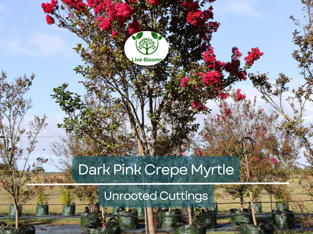 7 Lagerstroemia Indica Dark Pink Crepe Myrtle Live Flower Plant Tree Unrooted Cuttings (6") - Stunning Flowering Tree
