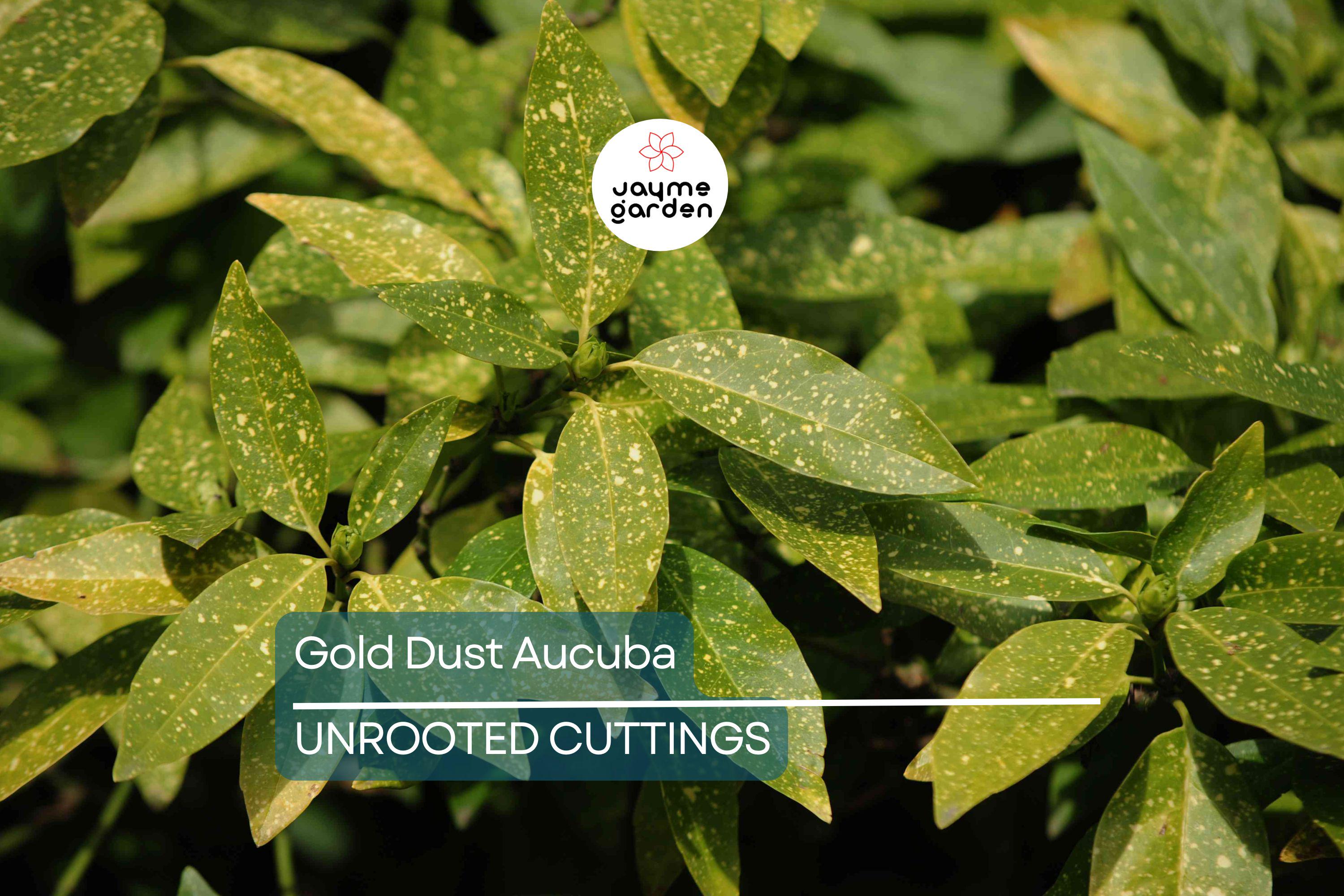 5 Gold Dust Aucuba Shrub Cuttings (6") for Rooting - Green Shrubbery with Speckled Foliage, Easy to Propagate