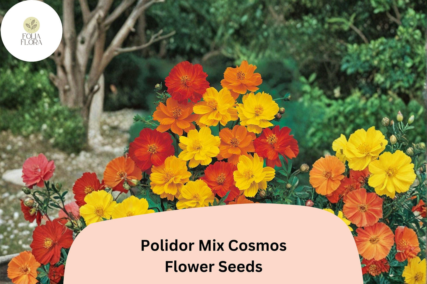 200+ Polidor Mix Cosmos Seeds | Cosmos Sulphureus Orange, Red & Yellow | Garden Flower Seeds for Planting