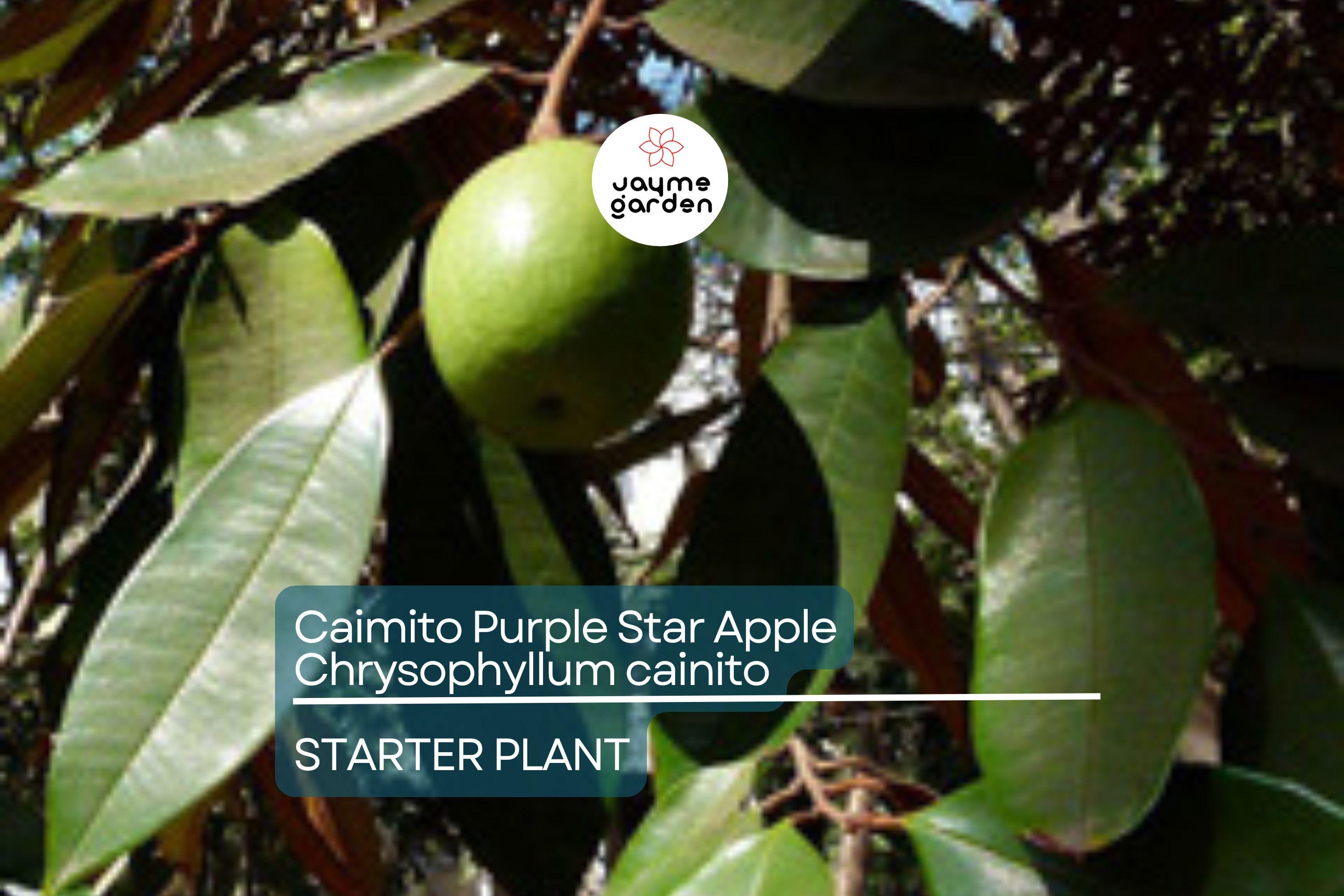 Caimito Purple Star Apple Tree | 3-6" Live Seedling | Exotic Tropical Fruit Plant in 2.5" Pot | Chrysophyllum cainito