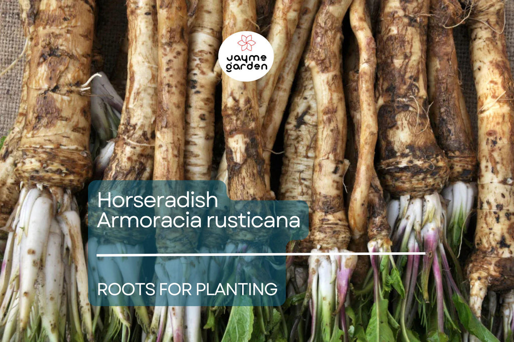 2 Horseradish Roots for Planting - Large Crowns Armoracia rusticana - Garden Perennial for Fresh Horseradish, DIY Plant Gift, Growing Guide