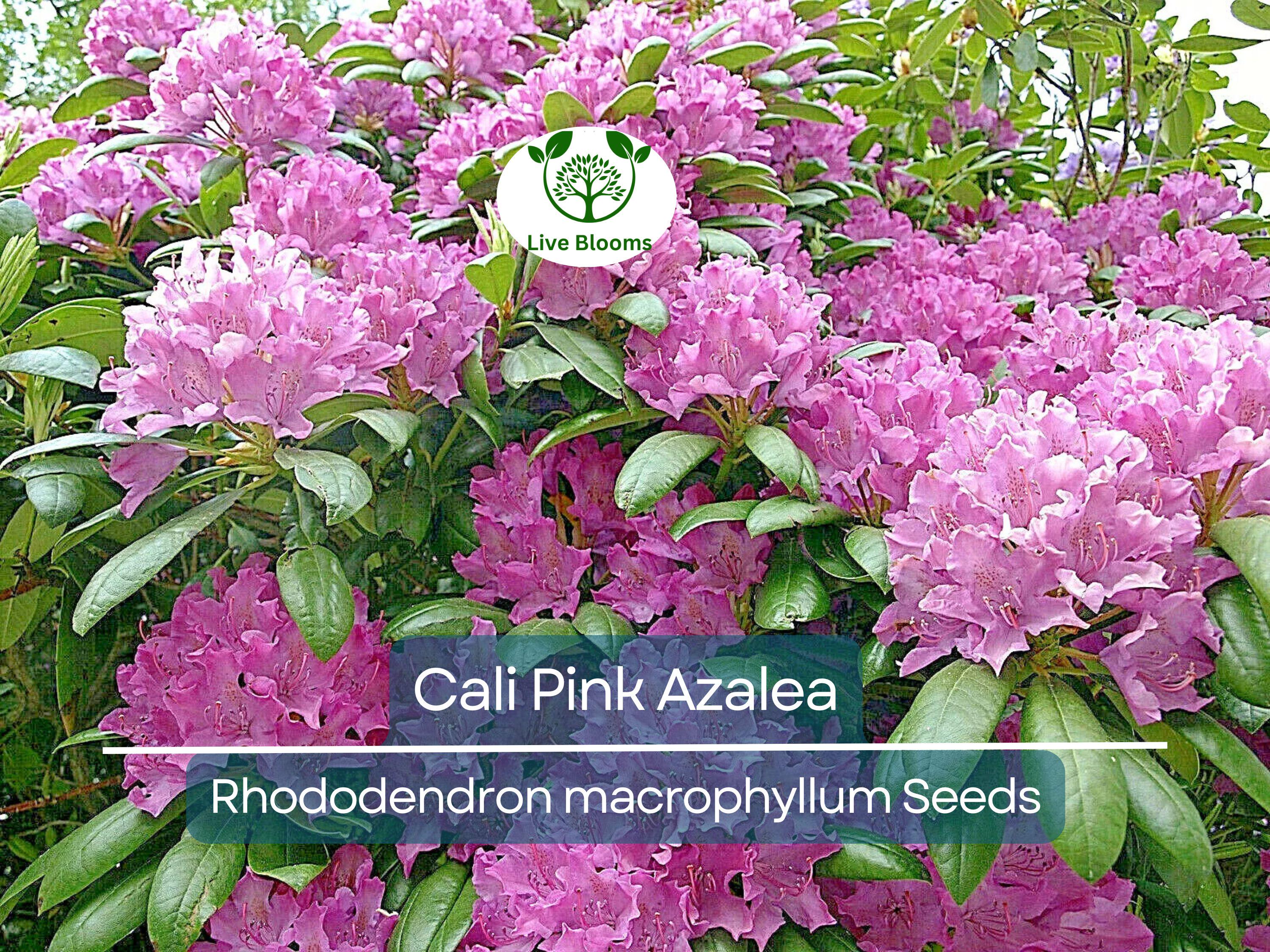 50 Cali Pink Azalea Seeds (Rhododendron macrophyllum) Flowering Shrub, Bush, Tree – Beautiful Pink Blooms, Hardy Garden Plant