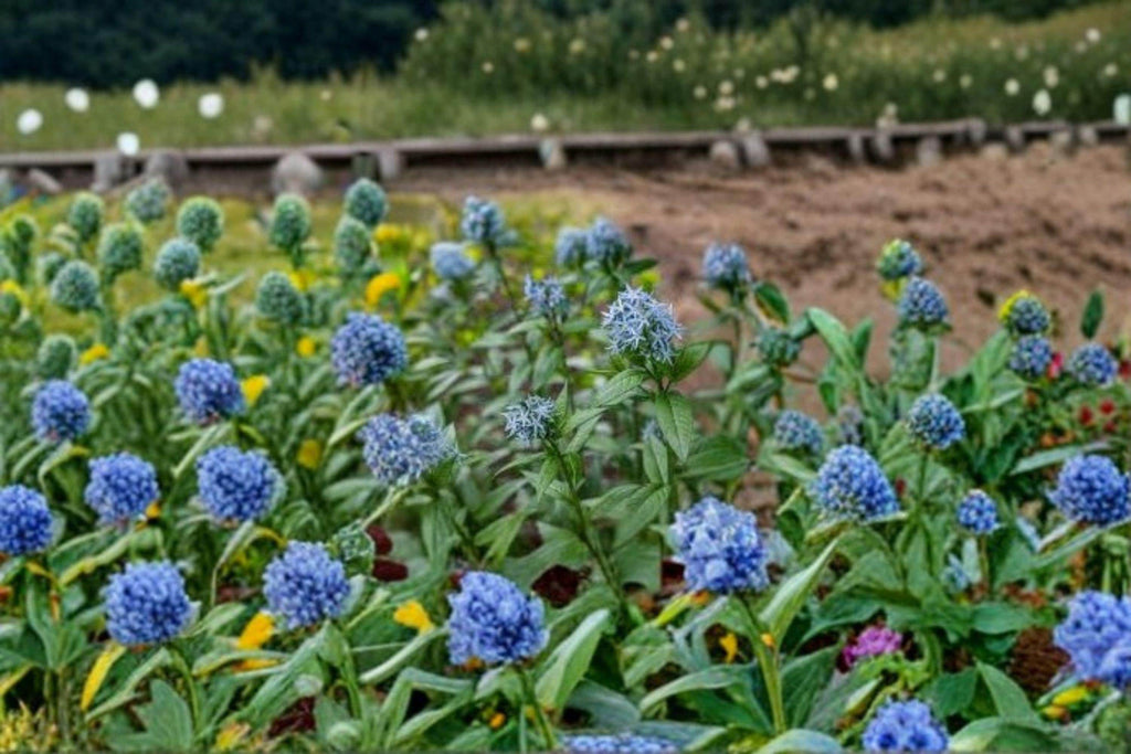 Eastern Bluestar – Amsonia tabernaemontana, Native Perennial Wildflower | Soft Blue Spring Blooms (10 Seeds)