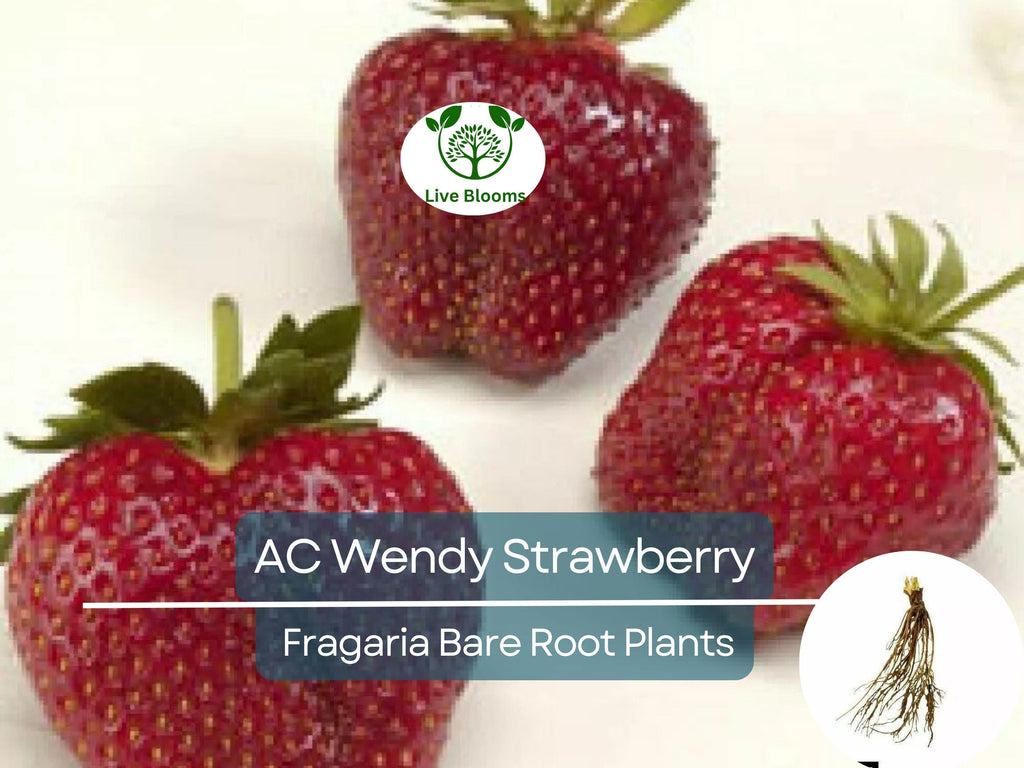 10 Bare Roots AC Wendy Strawberry Plants - June-bearing, Sweet Early Harvest, Fragaria × ananassa, Non-GMO, Heirloom Variety