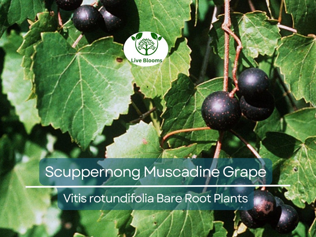 5 Scuppernong Grape Live Plants Bare Root – Muscadine Grape Vine Seedling, Hardy & Sweet Fruit – Rooted Sapling for Garden or Trellis