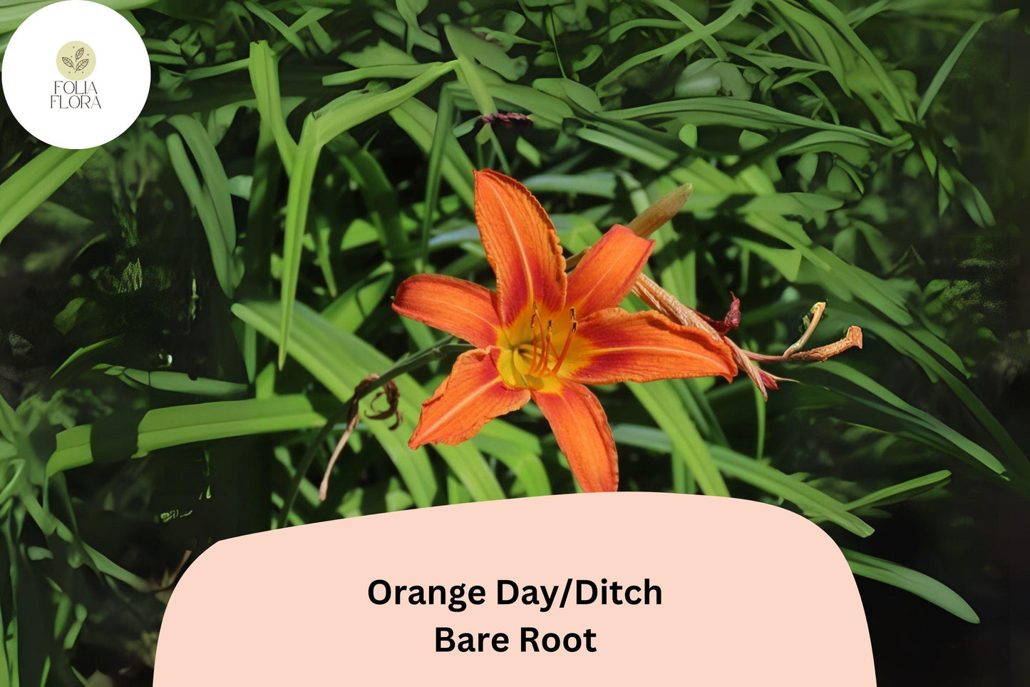100 Orange Daylily Bare Root Plants | Hemerocallis fulva Perennial Ditch Lily for Garden Borders