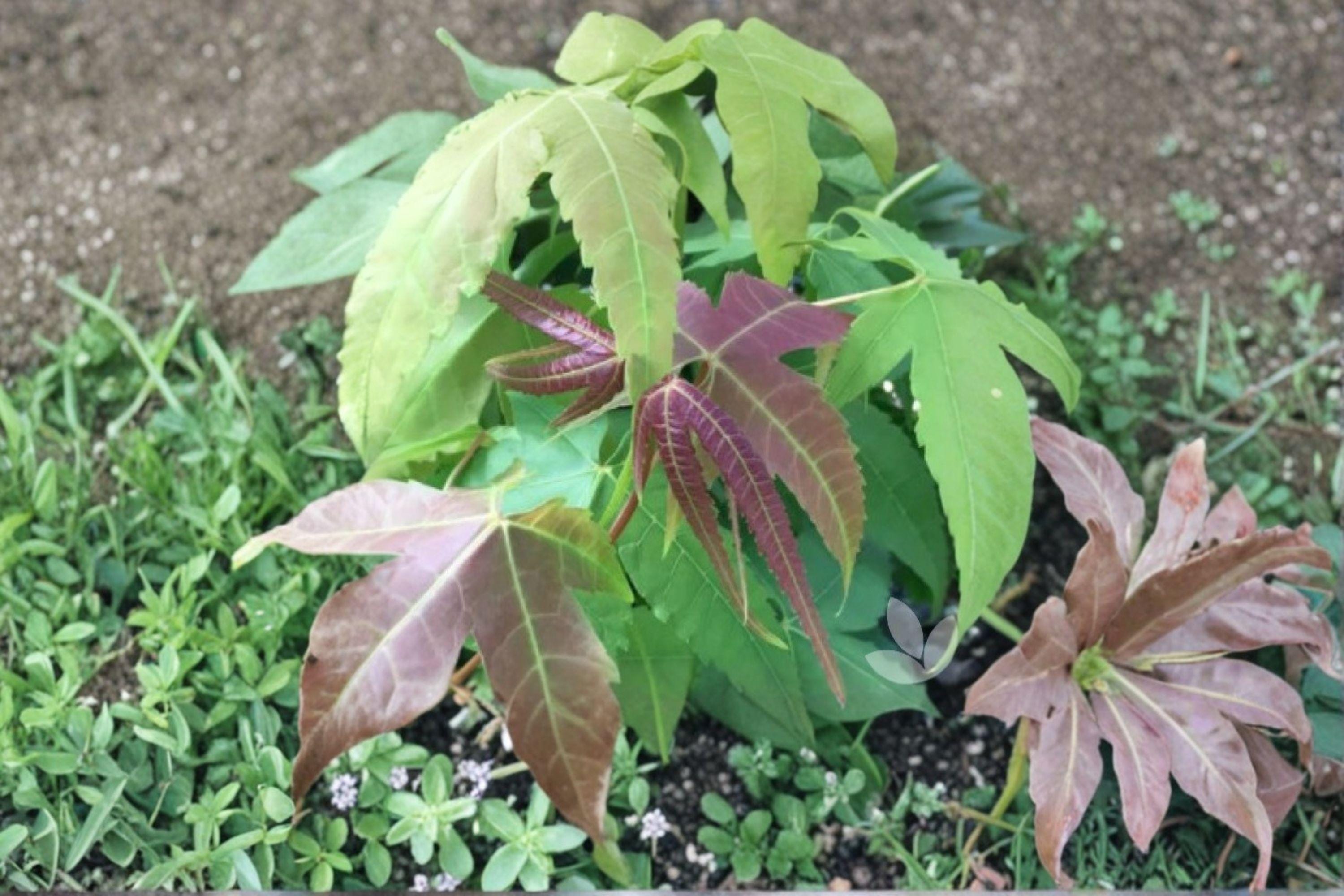 Acer Elegantulum – Acer elegantulum 10 Seeds | Rare Ornamental Maple | Attractive Foliage | Hardy Deciduous Tree
