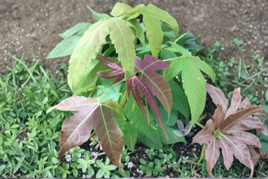 Acer Elegantulum – Acer elegantulum 10 Seeds | Rare Ornamental Maple | Attractive Foliage | Hardy Deciduous Tree