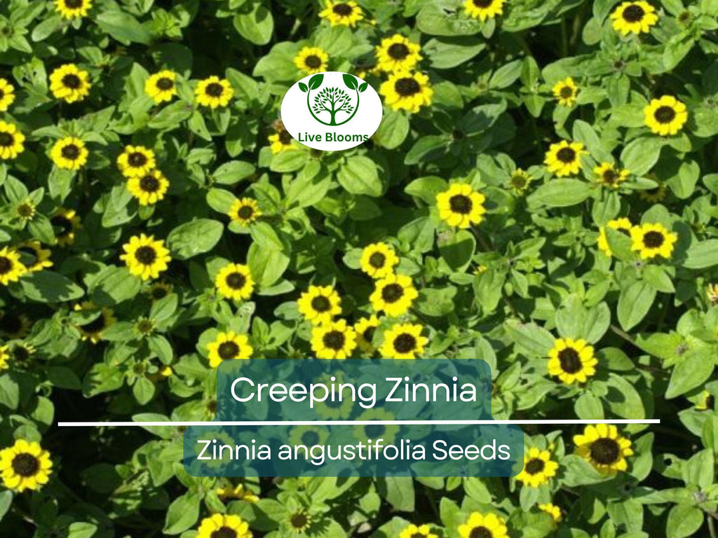 500 Creeping Zinnia Seeds - Ground Cover, Rock Garden, Low Maintenance, Vibrant Blooms, Zinnia angustifolia, Ideal for Landscaping
