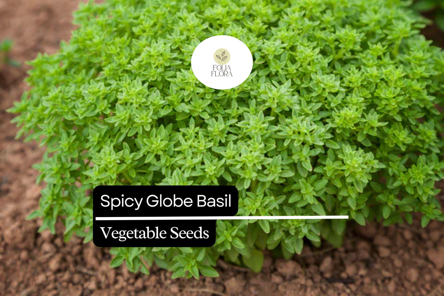 200 Spicy Globe Basil Seeds – Ocimum basilicum – Heirloom, Compact & Aromatic, Perfect for Containers, Culinary Use