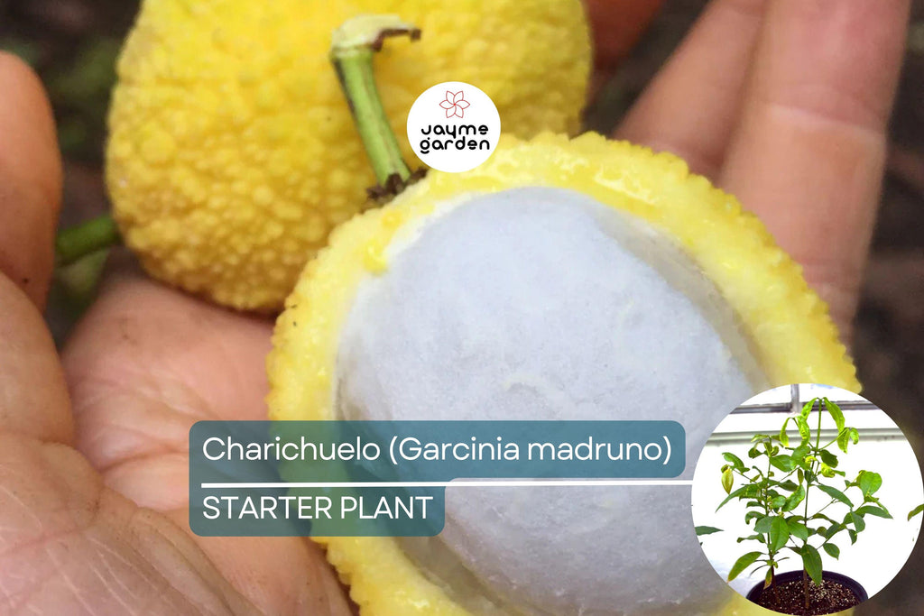 Bumpy Lemon (Garcinia madruno) Starter Plant | Tropical Fruit Tree Unique Citrus Flavor | 12″-24″ Tall