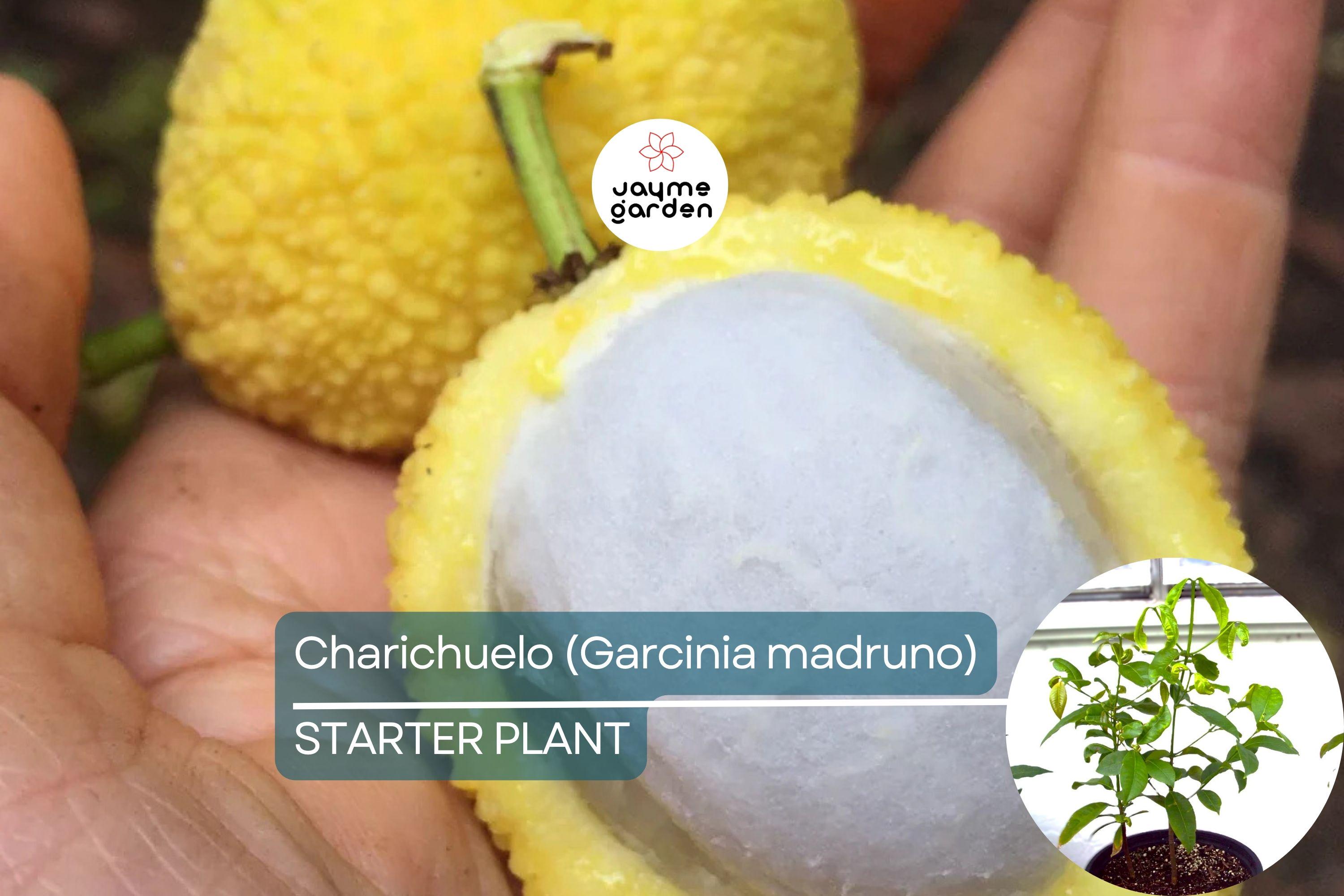 Bumpy Lemon (Garcinia madruno) Starter Plant | Tropical Fruit Tree Unique Citrus Flavor | 12″-24″ Tall