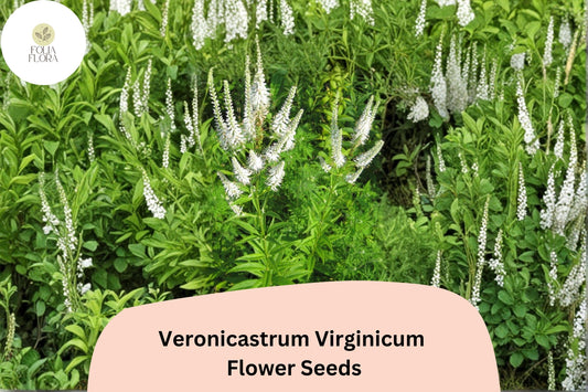 2500 Veronicastrum virginicum Seeds | Culver’s Root | Native White Wildflower for Pollinator & Prairie Gardens