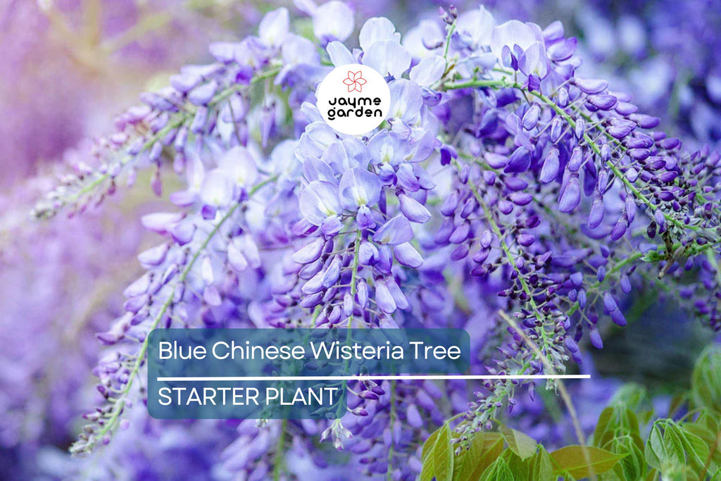 Blue Chinese Wisteria Tree 1-2ft Tall | Live Plant, Ready to Plant | Blue Flowers, Bare Root