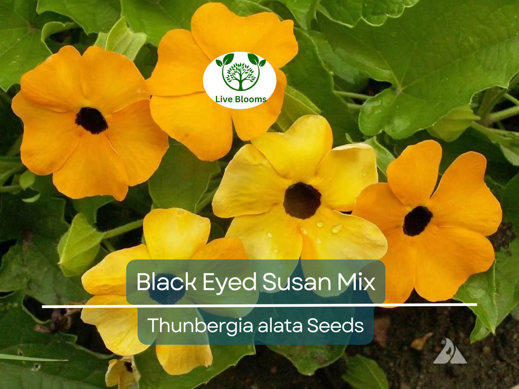50 Seeds Black Eyed Susan Vine Mixed Colors – Non-GMO, Tender Perennial, Attracts Pollinators, Vibrant Flowers for Gardens & Trellises