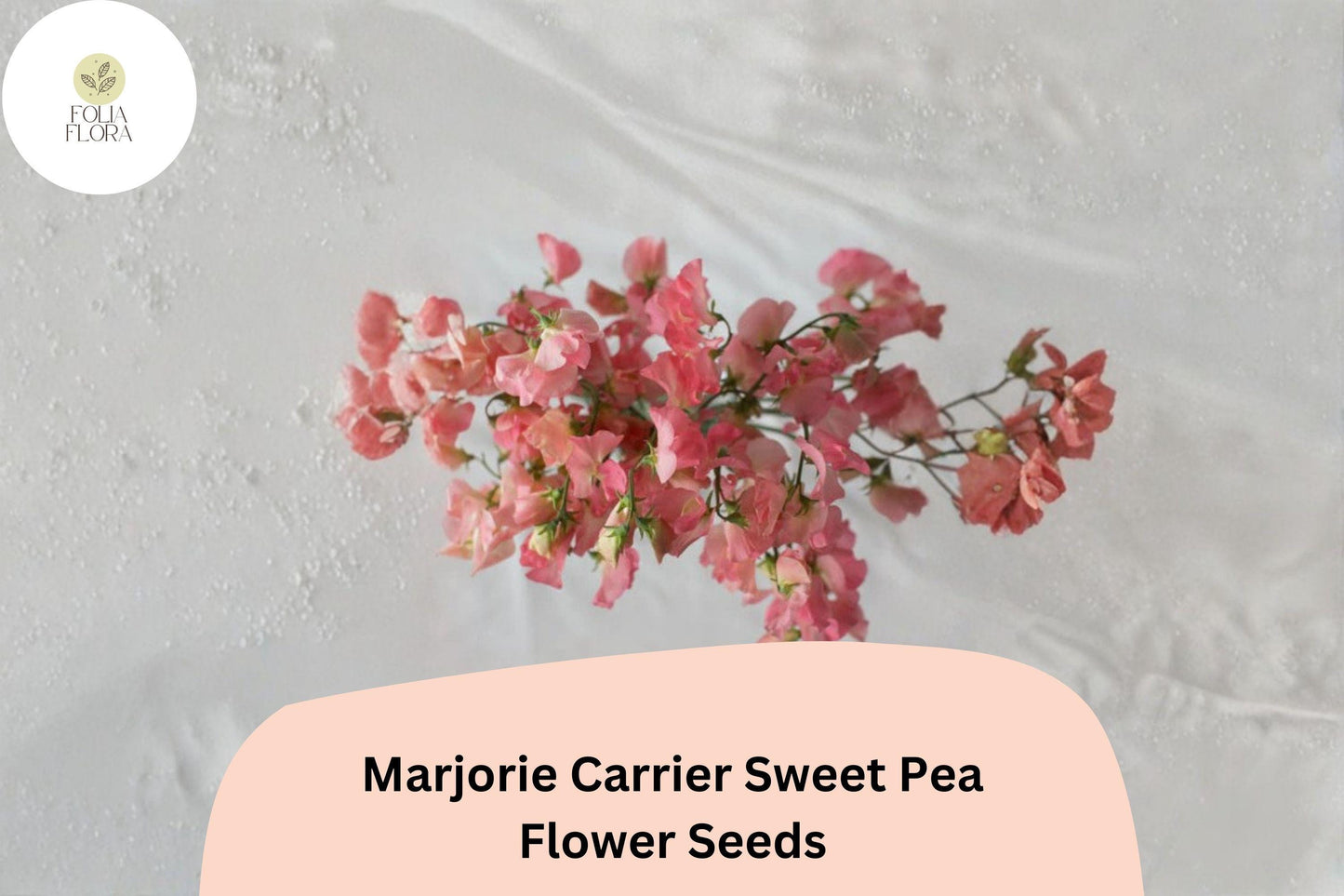 50+ Marjorie Carrier Sweet Pea Seeds | Lathyrus odoratus | Fragrant Pink Climbing Flowers