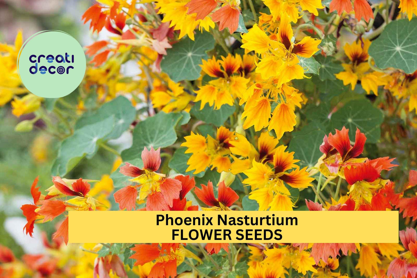50+ Phoenix Nasturtium Seeds – Fringed, Fiery Blooms for Garden Planting, Edible Flowers for Beds, Borders & Containers – USA