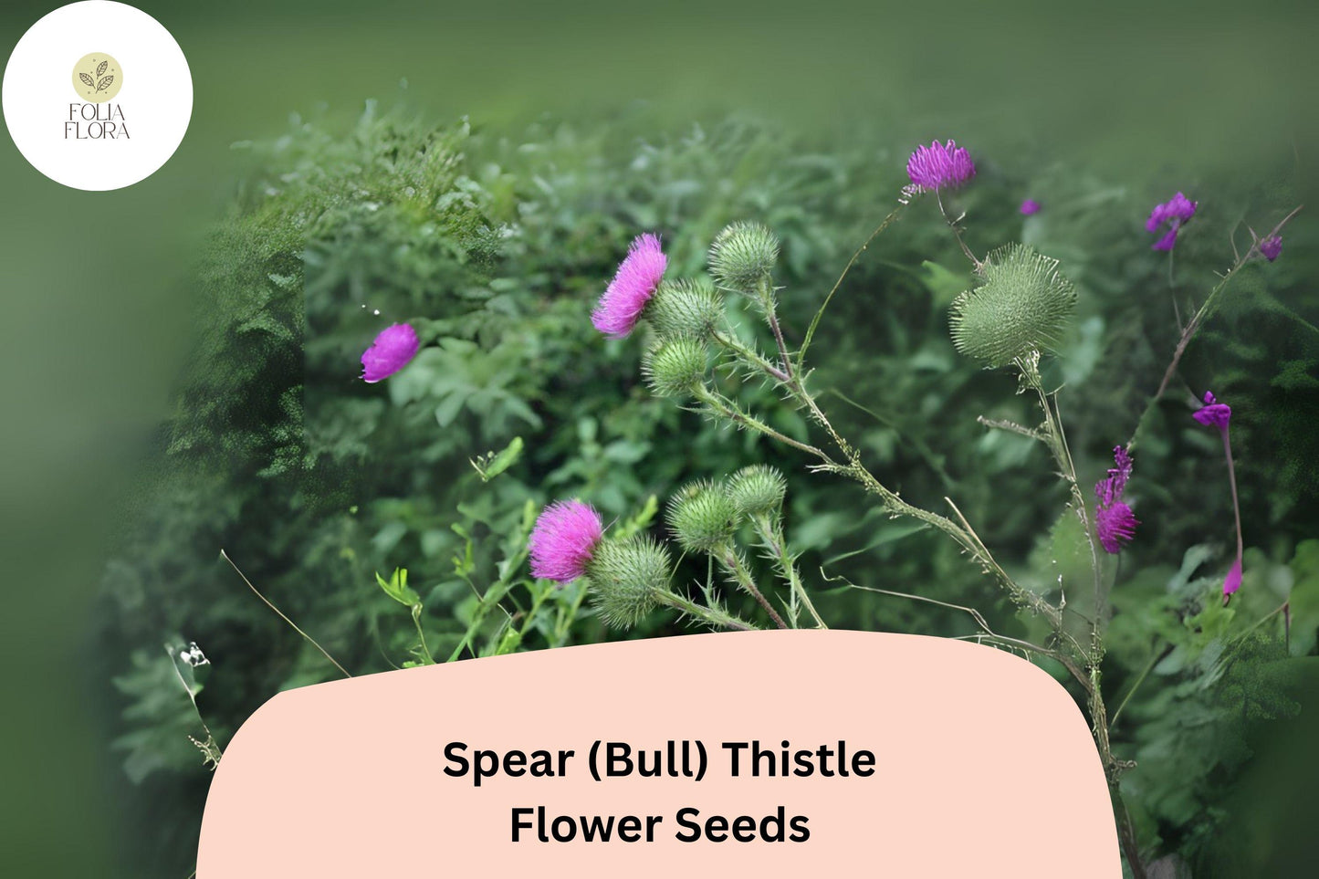 200+ Spear (Bull) Thistle Seeds | Cirsium vulgare | Garden Flower & Pollinator-Friendly Seeds | Ornamental Biennial Plant