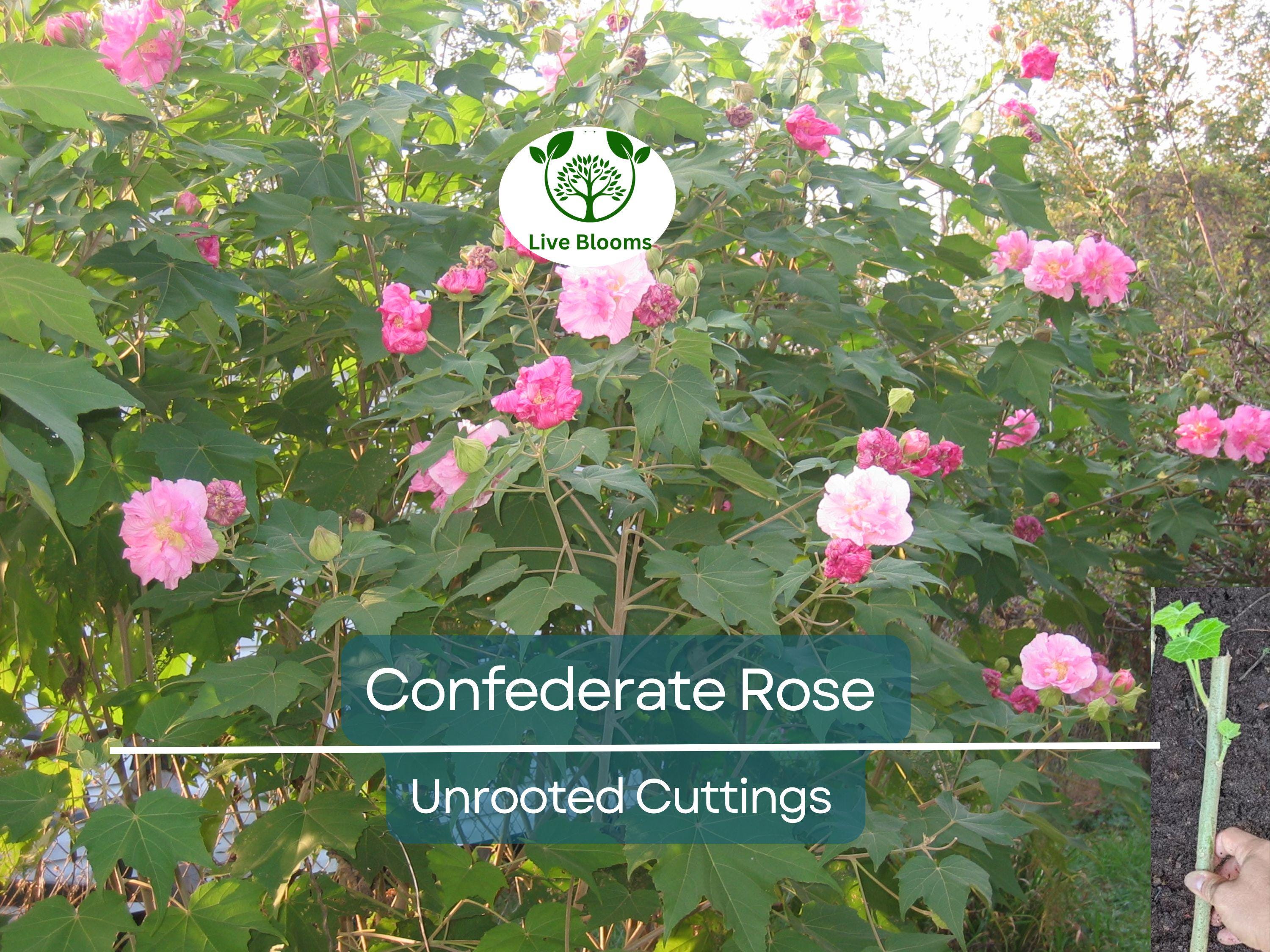 1 Tri-color Confederate Rose Hibiscus mutabilis Rooted Plant - Hardy Perennial, Pink, White, Red, Unique Blooms, Shrub for Garden