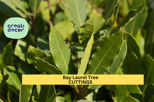 Bay Laurel Cuttings (5) | Culinary Herb Starter | Laurus nobilis Propagation | Aromatic Edible Leaves | Free US Shipping