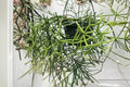 Rhipsalis baccifera rhodocarpa 4 Cuttings 4-5" Mistletoe Cactus Epiphyte