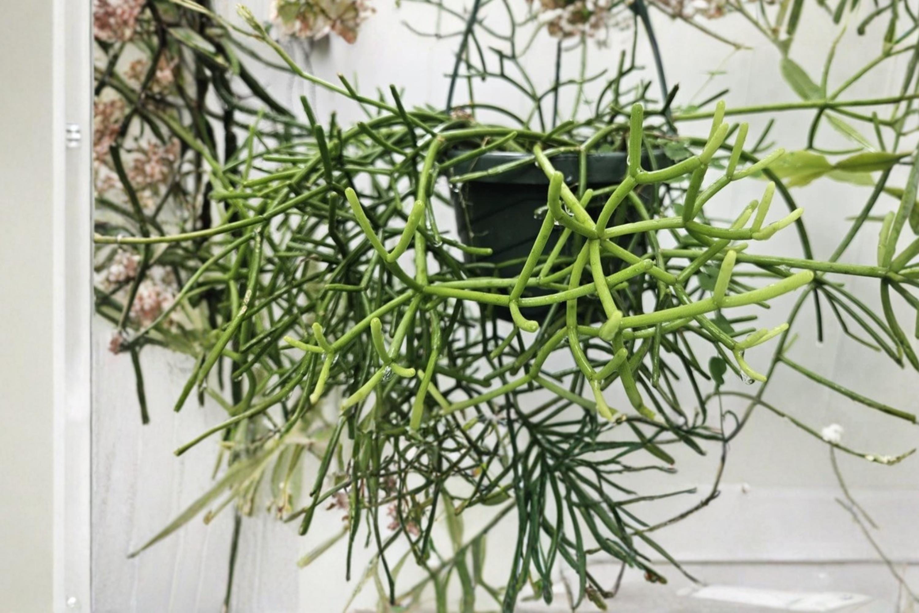 Rhipsalis baccifera rhodocarpa 4 Cuttings 4-5" Mistletoe Cactus Epiphyte
