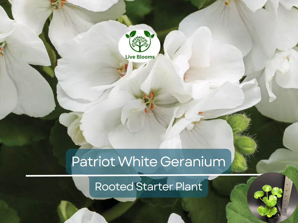 1 Well Rooted Geranium ‘Patriot White’ Live Plant Bright Crystal White Zonal Geranium (Pelargonium) Hardy Flowering Plant for Garden & Pots