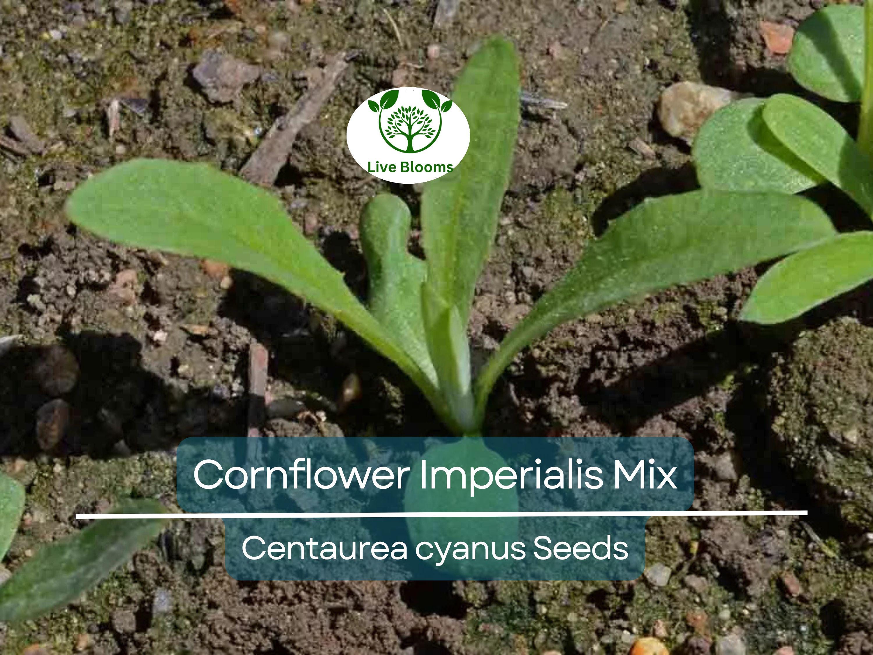 100 Seeds Cornflower ‘Imperialis Mix’ – Centaurea cyanus – Bachelor Button Purple Blend – Non-GMO Heirloom Flowers for Pollinators