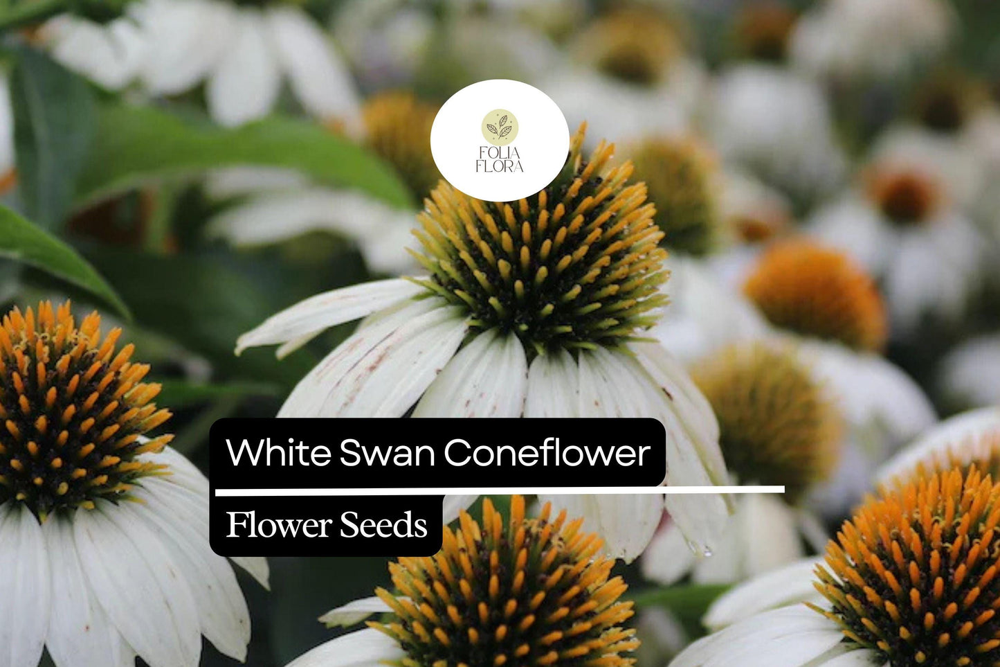 White Swan Coneflower Seeds (Echinacea purpurea 'White Swan') | 25-500 Seeds – Elegant White Blooms for Gardens