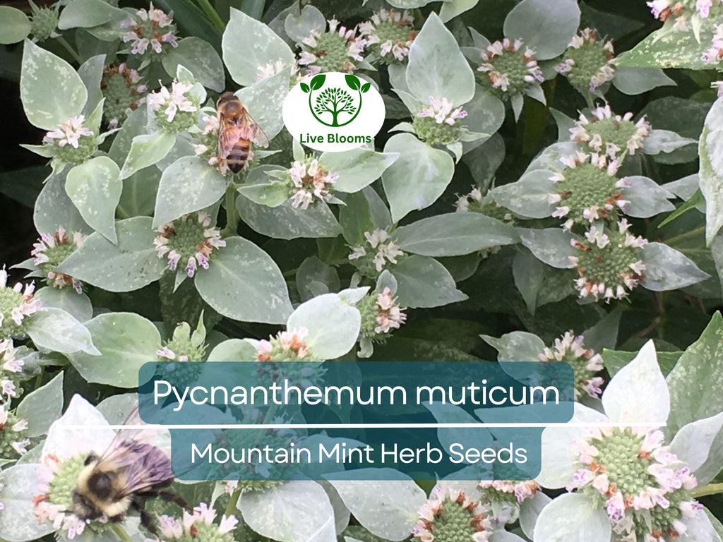 30 mg Seeds Mountain Mint Herb – Pycnanthemum muticum | Aromatic Native Mint for Planting, Culinary & Herb Uses