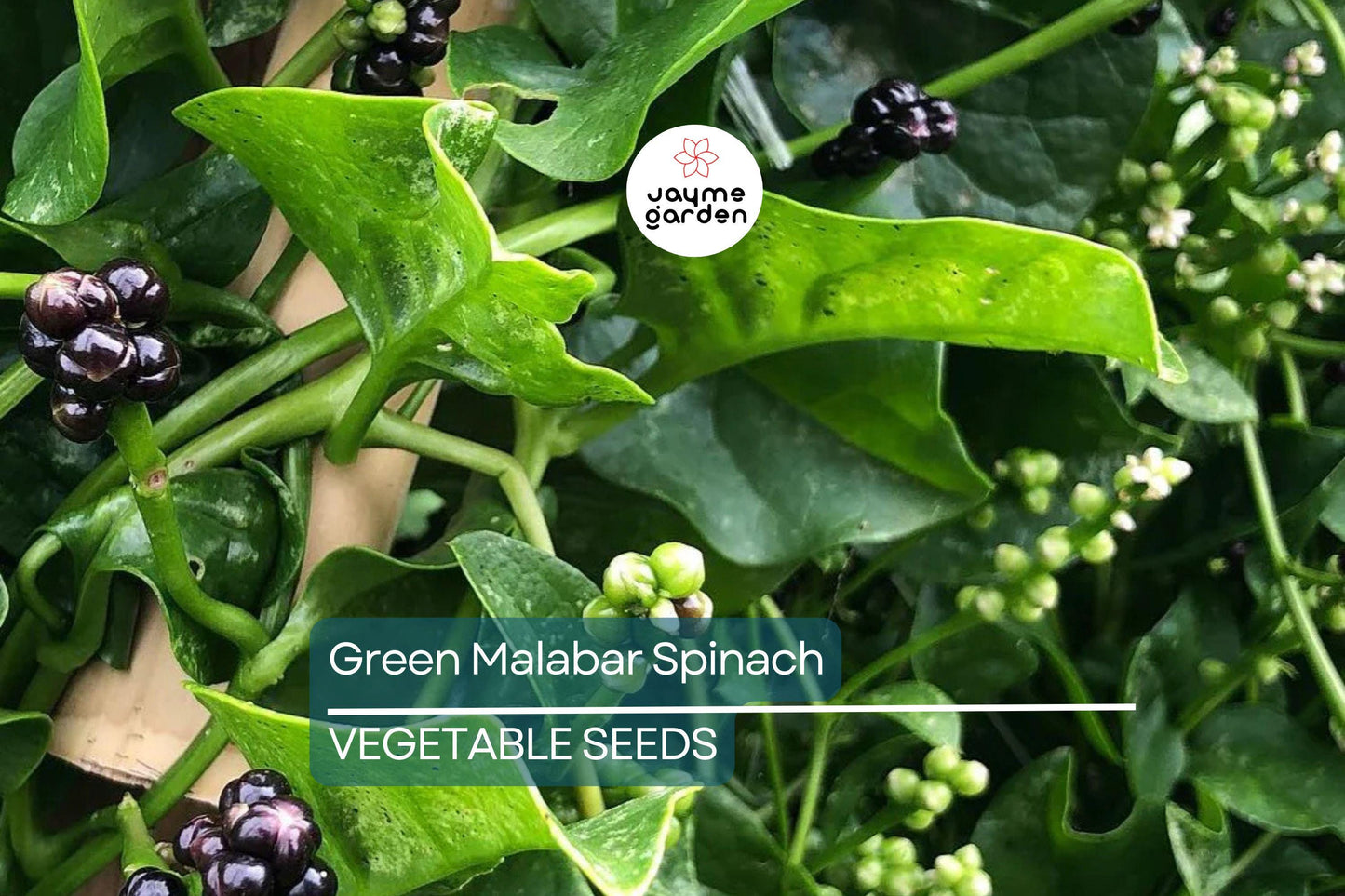 100 Green Malabar Spinach Seeds - Heat-Tolerant Climbing Vine, Non-GMO, Specialty Green