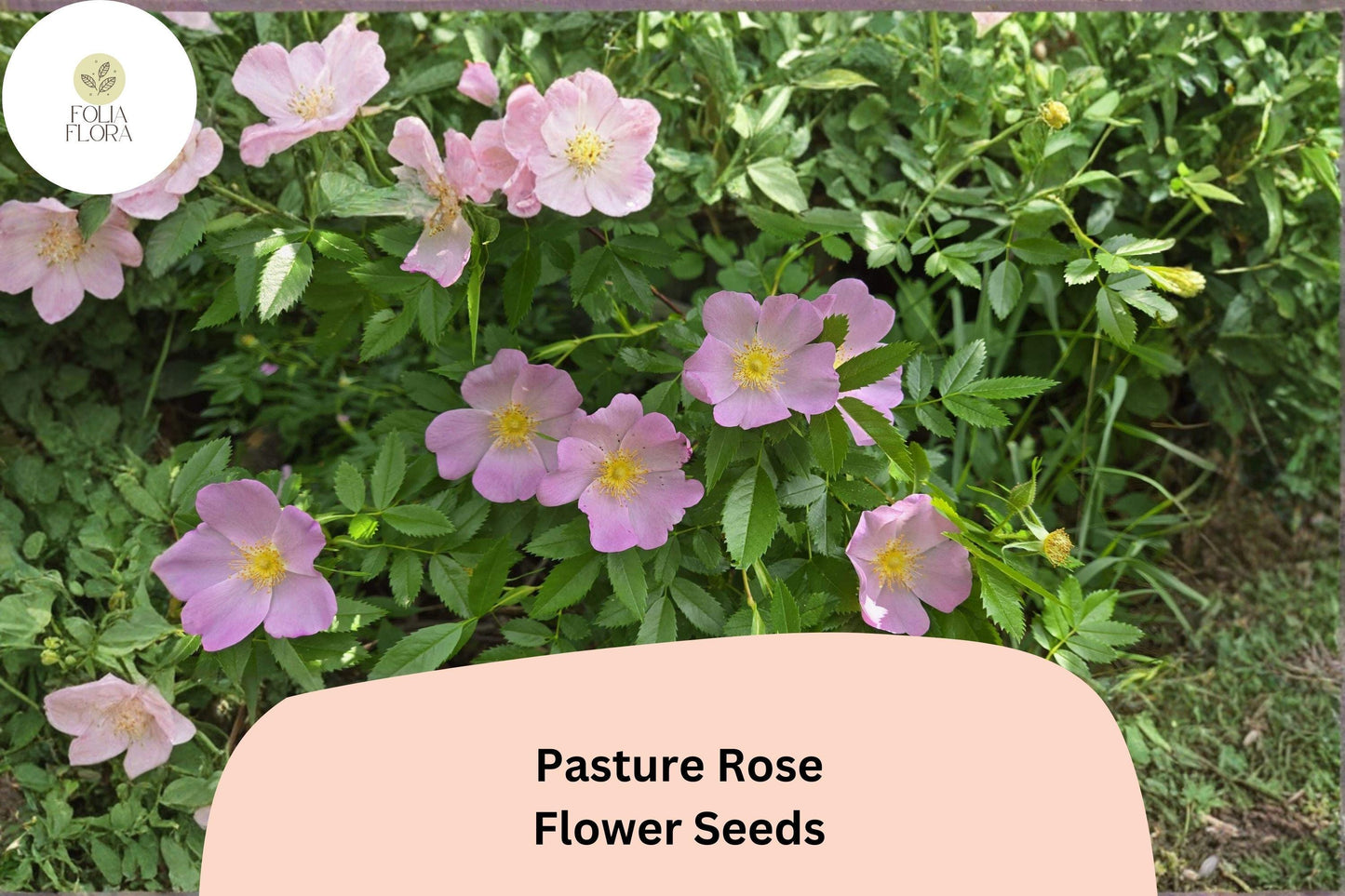 Pasture Rose Seeds – 10 Rosa carolina | Native Pink Wild Rose | Perennial Shrub