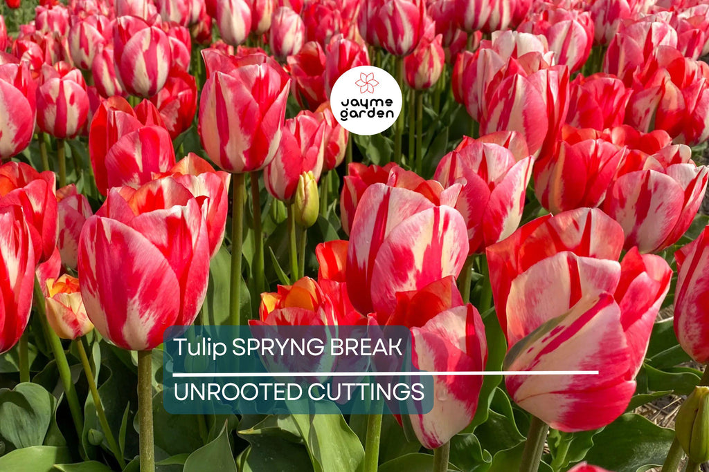 Tulip Spryng Break Bulbs - 5 Cream & Red Double Peony Tulips, Color-Changing Ruffled Blooms, Perfect for Containers, USDA Zones 3-8