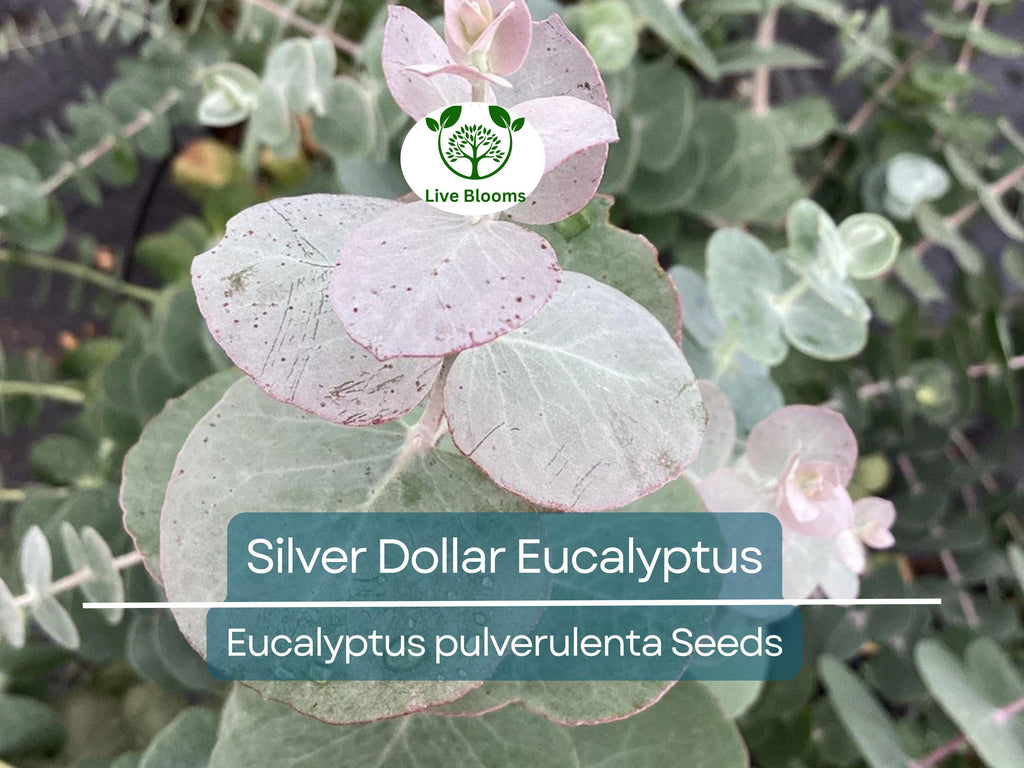 40 Eucalyptus pulverulenta 'Baby Blue' Bonsai Seeds, Silver Dollar Eucalyptus, Florist 'Baby Blue', Unique Indoor Bonsai Tree for Garden