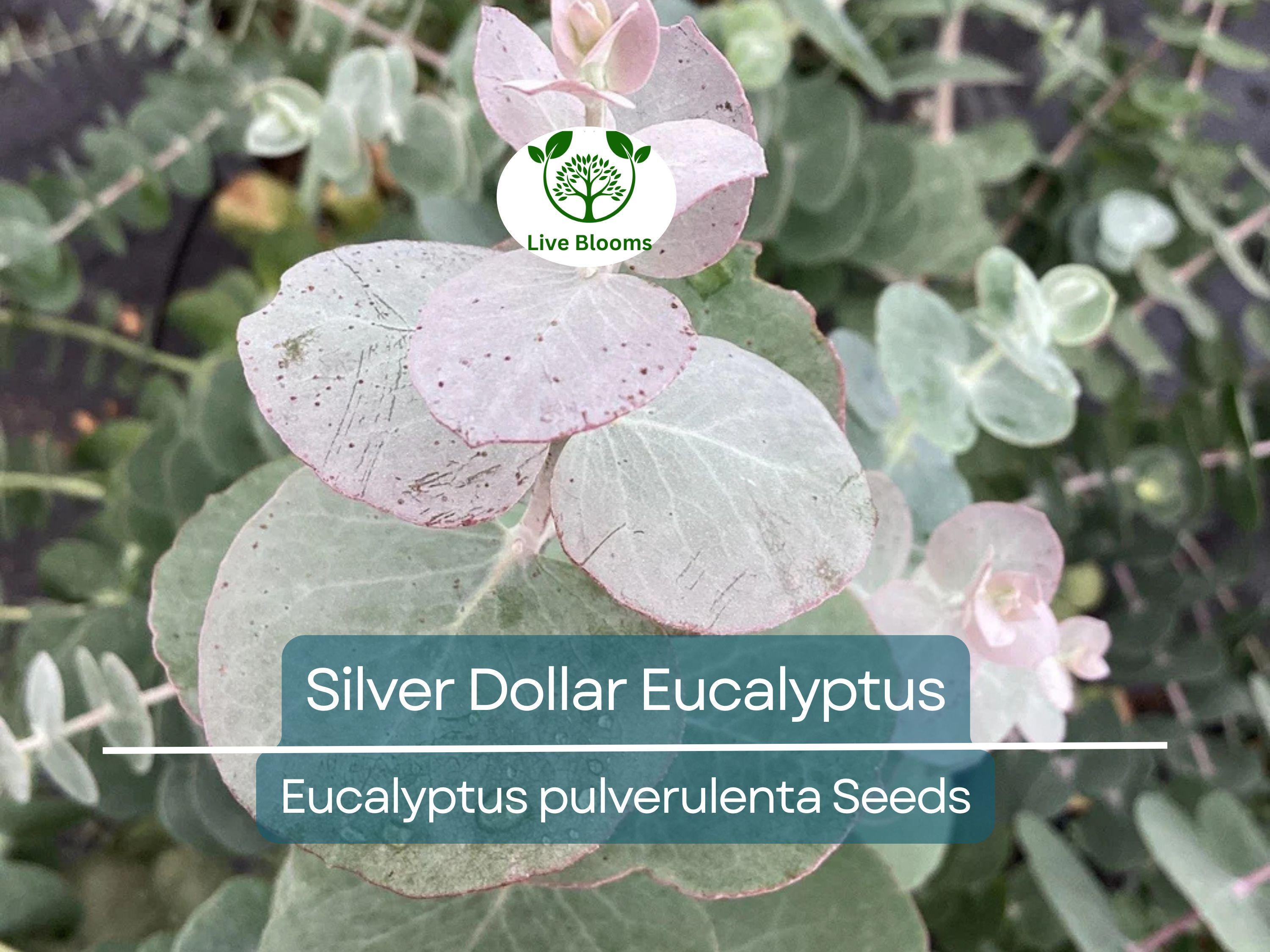 40 Eucalyptus pulverulenta 'Baby Blue' Bonsai Seeds, Silver Dollar Eucalyptus, Florist 'Baby Blue', Unique Indoor Bonsai Tree for Garden