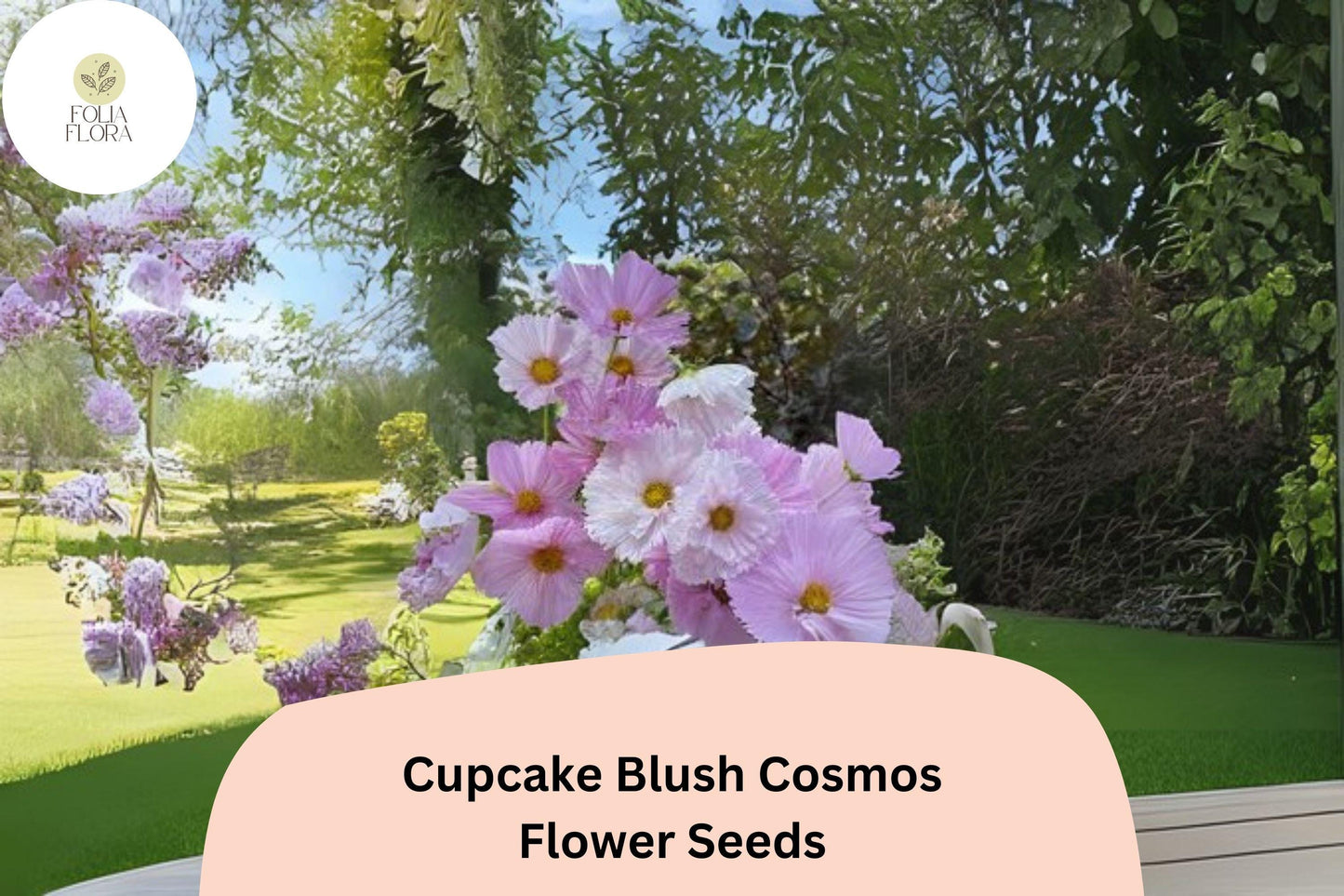 200+ Cupcake Blush Cosmos Seeds | Cosmos Bipinnatus Soft Pink Annual Flower Garden Seeds