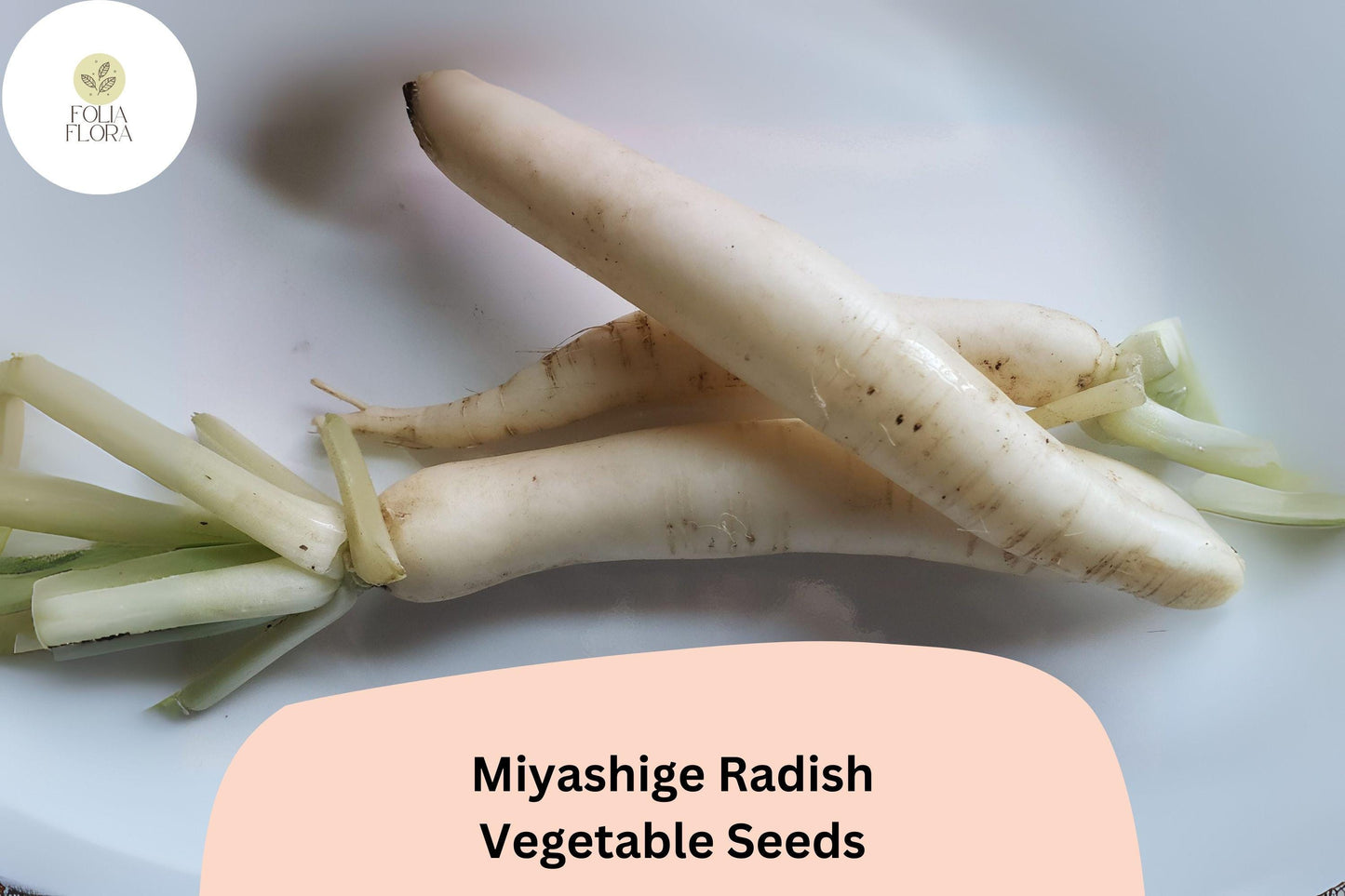 500+ Miyashige Radish Seeds – Japanese Daikon Heirloom Radish for Garden Planting