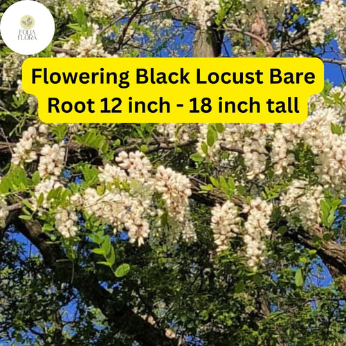 1 Flowering Black Locust Tree (Robinia pseudoacacia) Live Bare Root Plant 12 inch - 18 inch tall