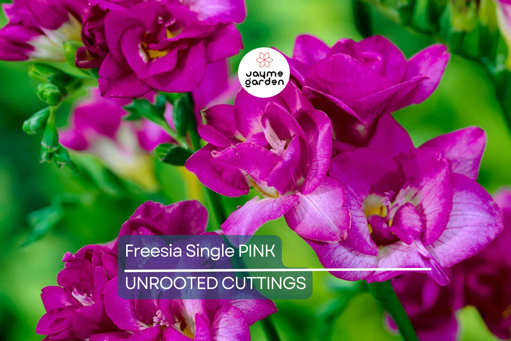 Freesia Single Pink Bulbs - 5 Fragrant Flower Bulbs, Intense Pink Blooms, Perfect for Gardens & Containers, USDA Zones 9-10