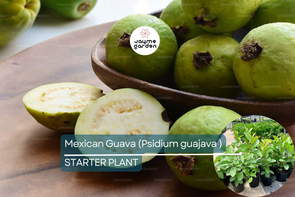 1 Mexican Guava (Psidium guajava) Live Fruit Tree – 1’-2’ Tall Sweet, Creamy Tropical Delight
