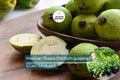 1 Mexican Guava (Psidium guajava) Live Fruit Tree – 1’-2’ Tall Sweet, Creamy Tropical Delight