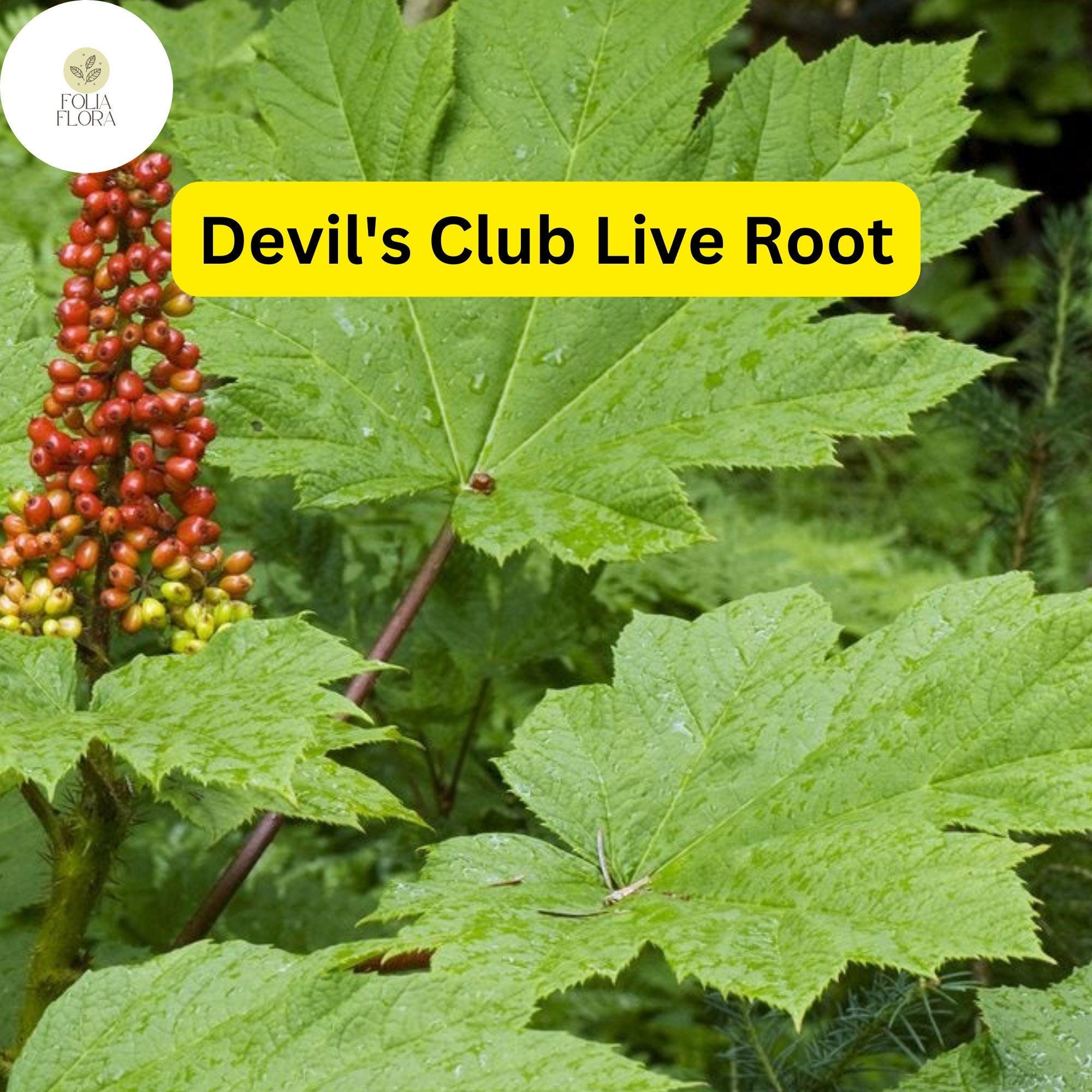 1 Devil's Club (Oplopanax horridus) Live Root – Alaska Wild Harvested for Planting