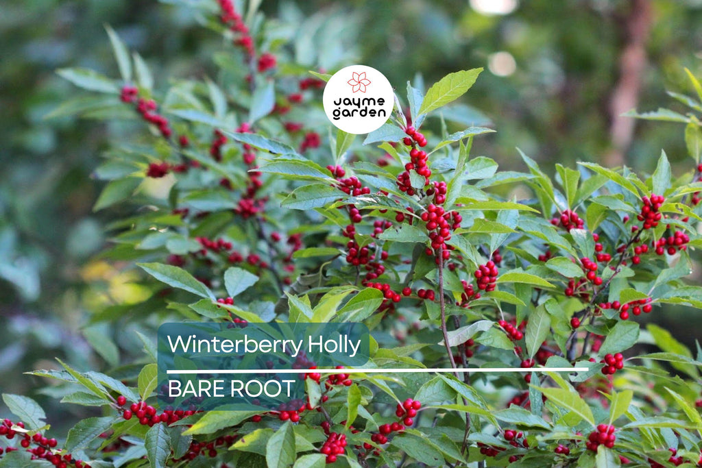 Winterberry Holly Bareroot Seedlings (10-Pack) | Ilex Verticillata | Cold Hardy Shrub | 6-10” Tall | Red Berries | Zones 3-9