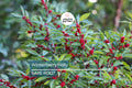 Winterberry Holly Bareroot Seedlings (10-Pack) | Ilex Verticillata | Cold Hardy Shrub | 6-10” Tall | Red Berries | Zones 3-9
