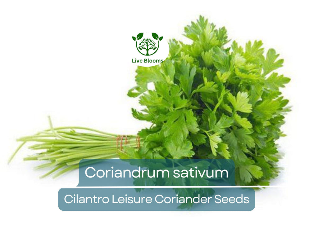 175 Cilantro Seeds - Coriander for Planting (Coriandrum sativum) - Fresh Herb for Kitchen Garden, Culinary Use, & Home Planting