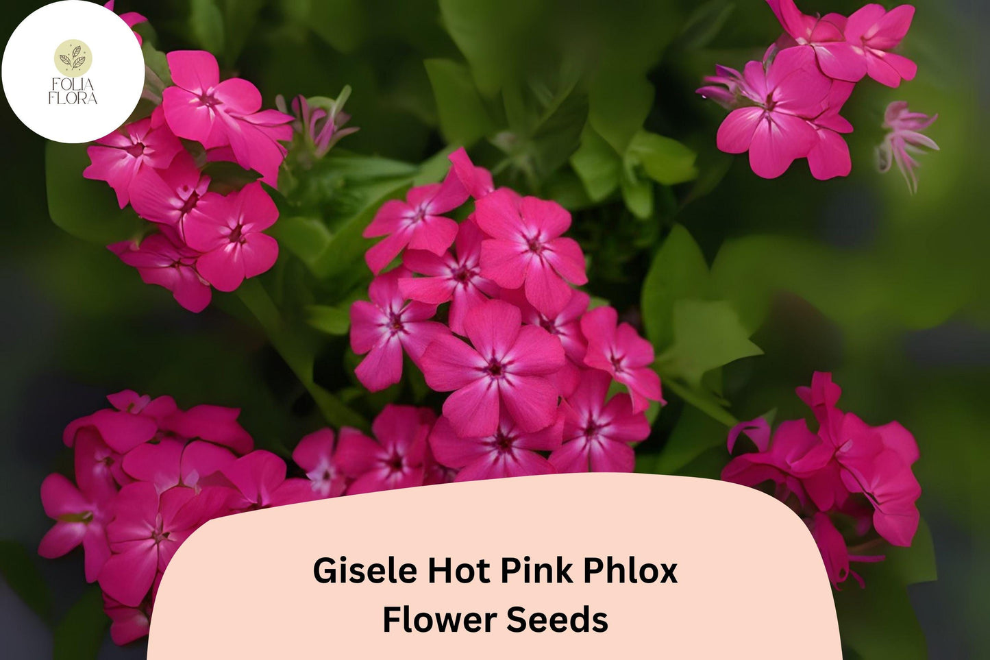100+ Gisele Hot Pink Phlox Seeds – Bright Annual Garden Flowers, Phlox drummondii